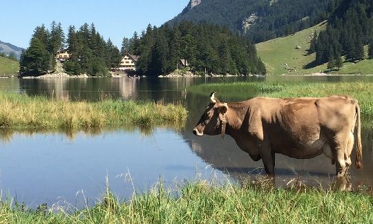 Bild Kuh auf Alp