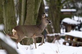 Wildtier Reh Reh in einer Schneelandschaft