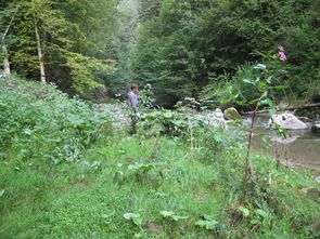 Invasive Neophyten, hier das Schmalblättrige Greiskraut  Invasive Neophyten, hier das Schmalblättrige Greiskraut
