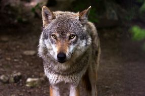Symbolbild Wolf