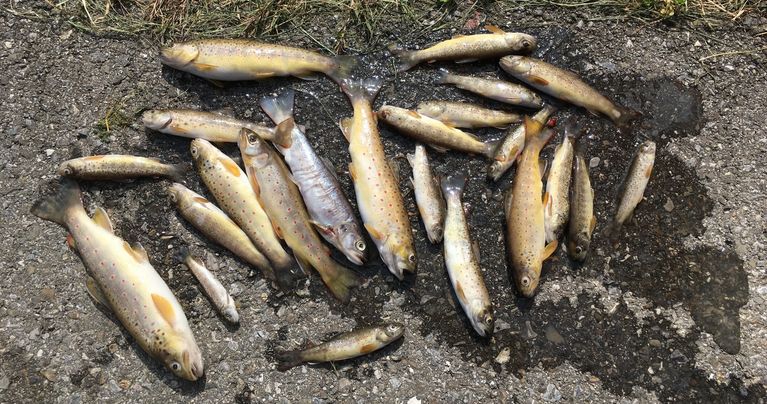 gestorbene Fische