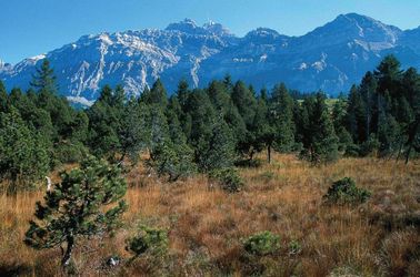Biologische Vielfalt: Übergangsmoor Urnäsch Übergangsmoor Urnäsch