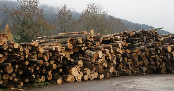 Holzlager Holzlager