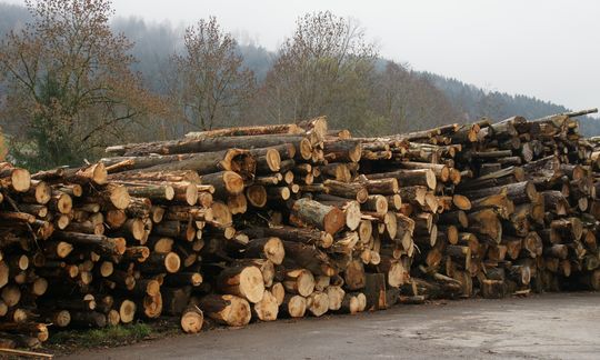 Symbolbild Lager mit Waldholz zur Schnitzelherstellung