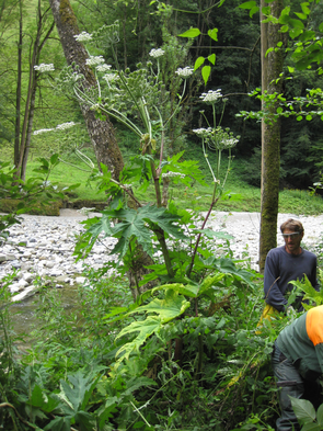 Invasive Neophyten, hier der Riesenbärenklau Invasive Neophyten, hier der Riesenbärenklau