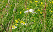 Oek_Ausgleich Wiese