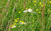 Symbolbild Wiese für oekologischen Ausgleich