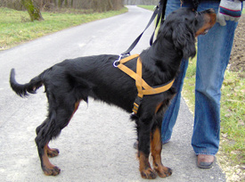 Hundetherapie