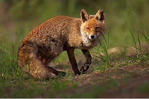 Foto Wild Fuchs zur Vertretung von Wild